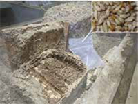 シロアリと遊んでみよう